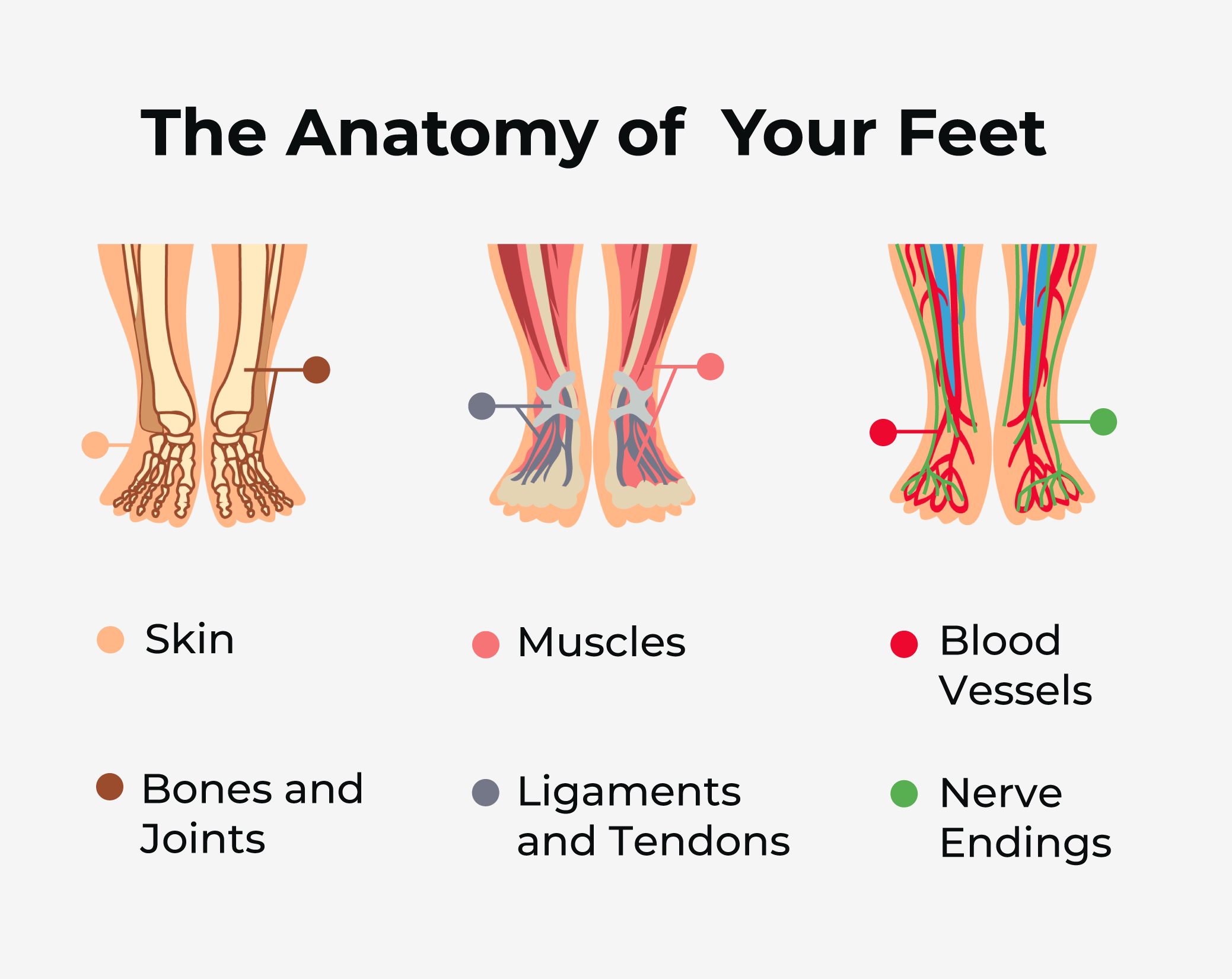 the anatomy of your feet